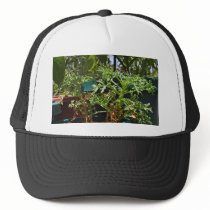 Plants Green hats