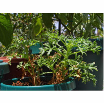 Plants Green photo sculptures by lifesphere Plants Green photo sculptures