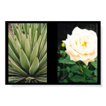 Plants posters