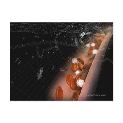 Walls Of Artery