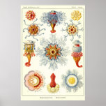 Plate 17 Siphonophorae Print