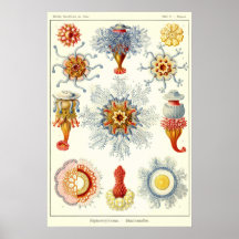 Plate 17 Siphonophorae Print