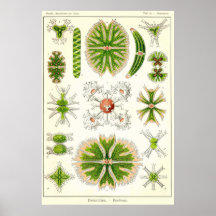 Plate 24 Desmdiea Poster
