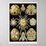 Plate 30 Echinidea posters
