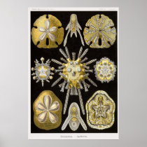 Plate 30 Echinidea Poster