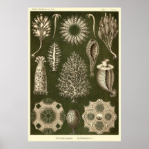 Plate 5 Calcispongiae Posters