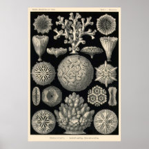 Plate 9 Hexacoralla Print
