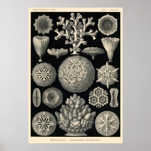 Plate 9 Hexacoralla Print