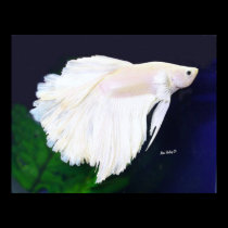 Platinum Betta fish poster posters