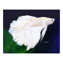 Platinum Betta fish poster posters by MartinisMommy Platinum Betta fish poster posters