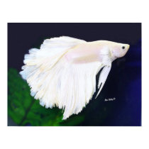 Platinum Betta fish poster posters