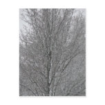 Platinum Branches Post Card