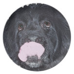 Plato del fiesta del perro de Terranova platos