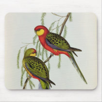 Platycercus Icterotis Mouse Pads