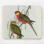 Platycercus Icterotis Mouse Pads