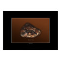 PLATYPUS PATHS Art Poster posters