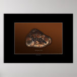 PLATYPUS PATHS Art Poster
