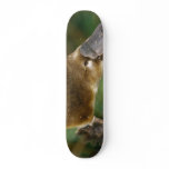 Platypus Skateboard