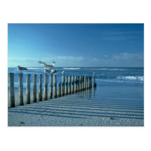Play Bars For The Sea Birds Postcard
