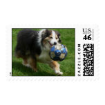 Playful Australian Shepherd postage