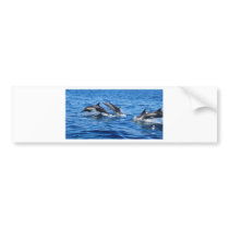 Playful Dolphins Bumper Sticker