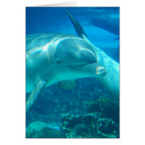 Playful Dolphins Greeting Cards