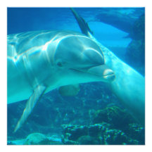 Playful Dolphins Invitations