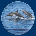 Playful Dolphins Party Plates plates