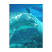 Playful Dolphins Postcards