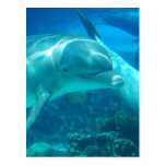 Playful Dolphins Postcards