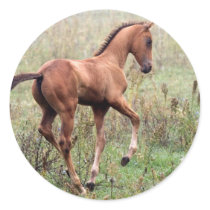 Playful foal stickers