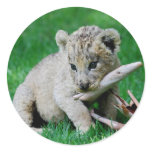 Playful lion round stickers