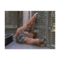 playful orangutan postcards by KatAnnette playful orangutan postcards