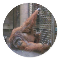 playful orangutan Sticker