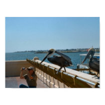 Playful Pelicans - poster/print