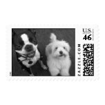 Playful puppies stamp stamps
