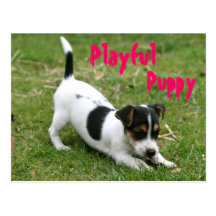 Playful Puppy Postcard