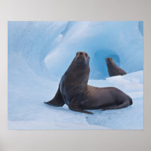 Playful stellar sea lions wrestle on iceberg print