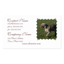 Playful Weimaraner Dog Business Card
