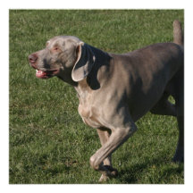 Playful Weimaraner Dog Invitations