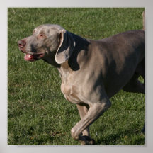 Playful Weimaraner Dog Poster