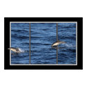 Playing Dolphins Poster posters by Gilliand_Photo Playing Dolphins Poster posters