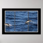 Playing Dolphins Poster