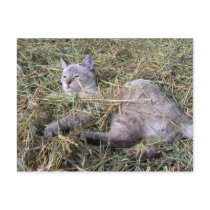Playing in the Hay postcards