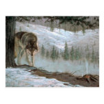 Playing it safe, Timber Wolf Postcards