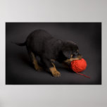 Playing Puppy 1 Posters