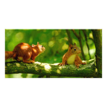 playing young squirrels custom photo card