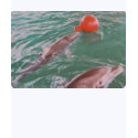 Playtime for dolphins - shirt by Horseshoes3 Playtime for dolphins - shirt
