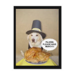 PLEADING TURKEY POSTCARDS