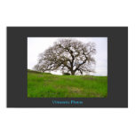 Pleasanton Oak